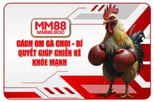 Cách Om Gà Chọi - Bí Quyết Giúp Chiến Kê Khỏe Mạnh