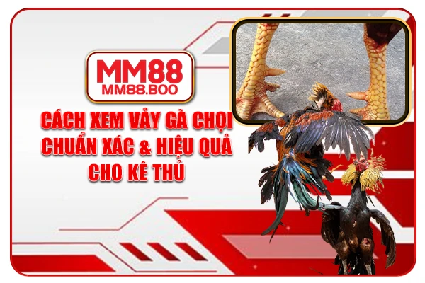 Cách Xem Vảy Gà Chọi Chuẩn Xác & Hiệu Quả Cho Kê Thủ