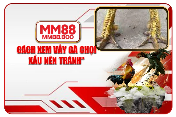 Cách xem vảy gà chọi xấu nên tránh
