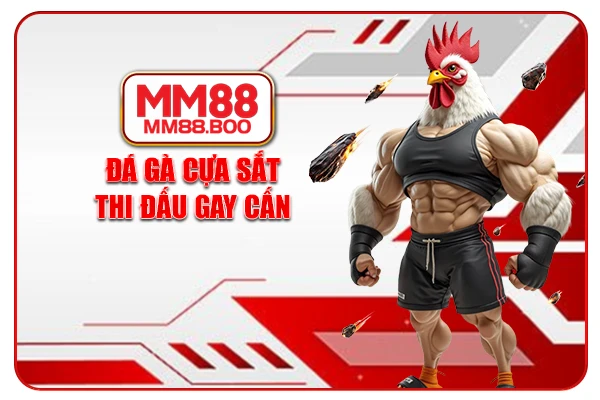 Đá gà cựa sắt thi đấu gay cấn