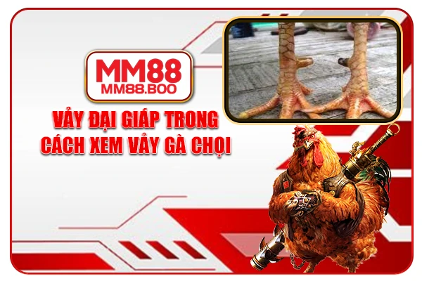 Vảy đại giáp trong cách xem vảy gà chọi