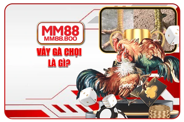 Vảy gà chọi là gì?